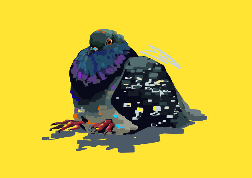 Pigeon